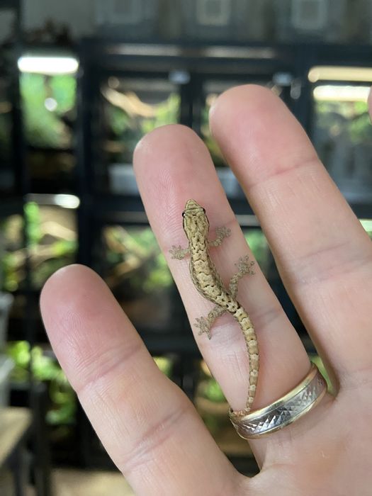 Gekon płaczący, młode osobniki.