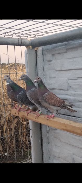 Rubella samiec samica