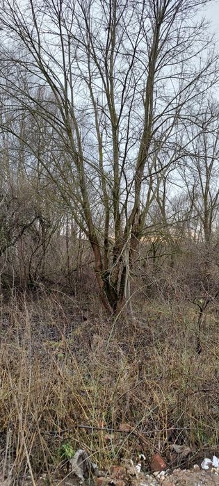 Drzewo - opał. Za ścięcie.