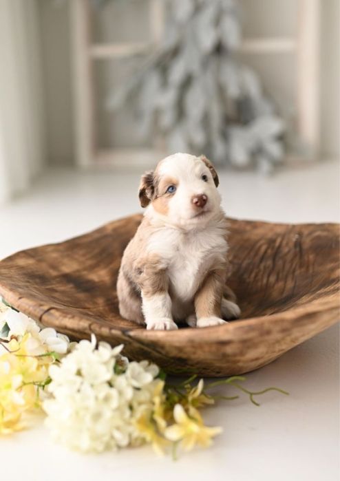 Rezerwacja/ Miniaturowy Owczarek Amerykański / piesek / red merle