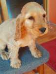 Cocker Spaniel Angielski piesek