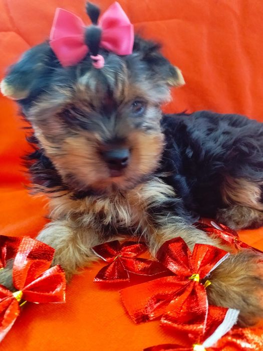 Цуценята малята йорки