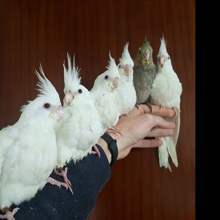 Caturras Domesticadas