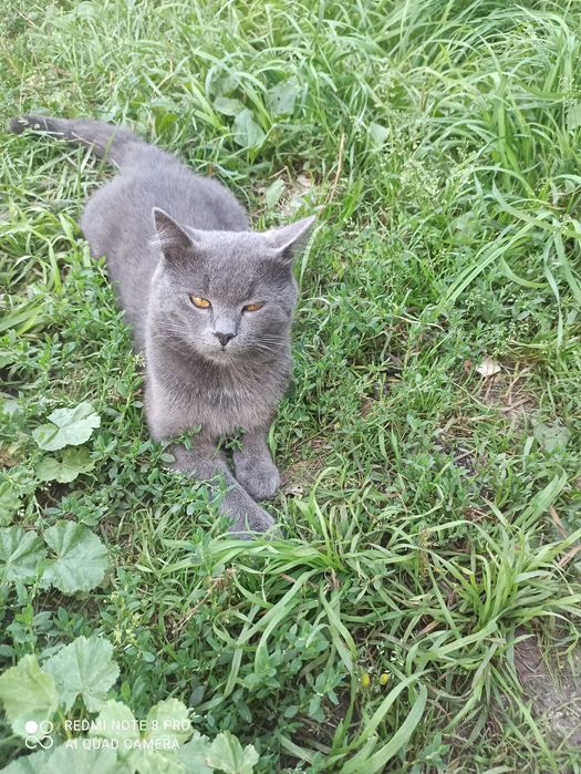 Отдам котиков в добрые руки