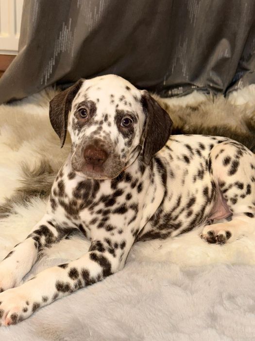 Piesek rasy dalmatyńczyk