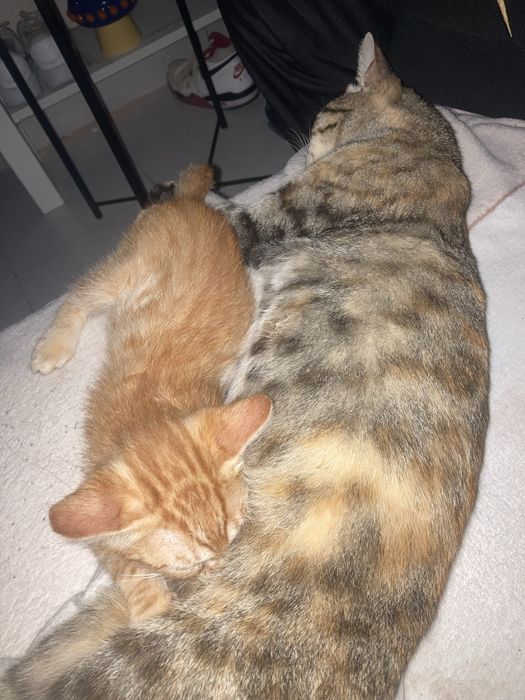 Gatinhos mae e filho urgente