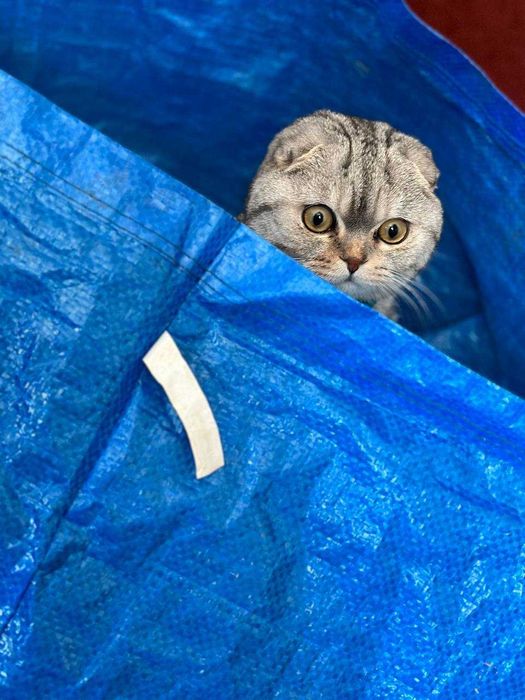 В'язка для котиків