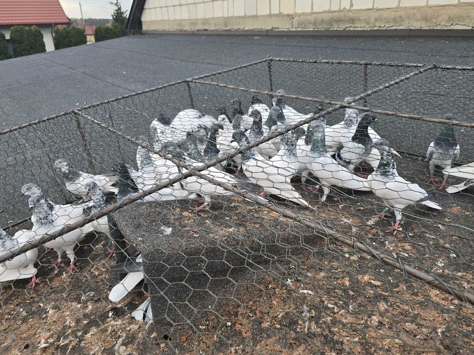 Budapeszty lot 20 sztuk ganiane