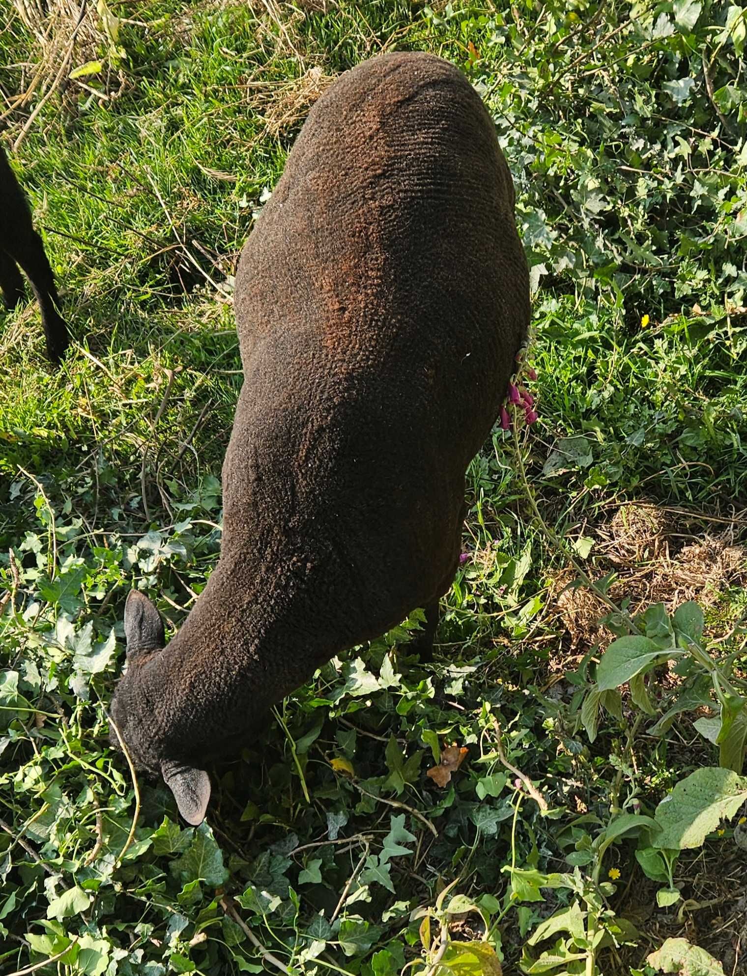 Vendo Carneiro Adulto