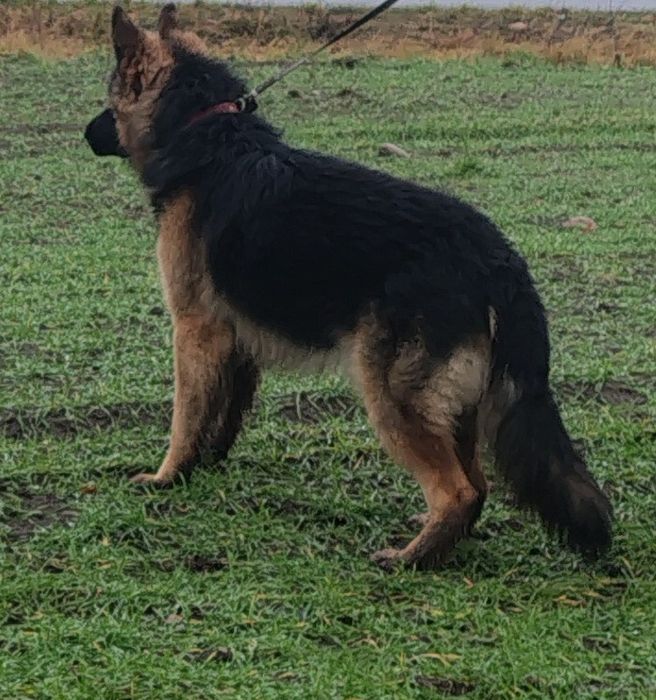 Piękny roczny Owczarek  niemiecki