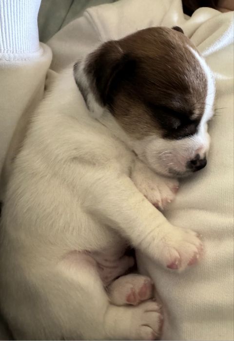Jack russel com pedigree