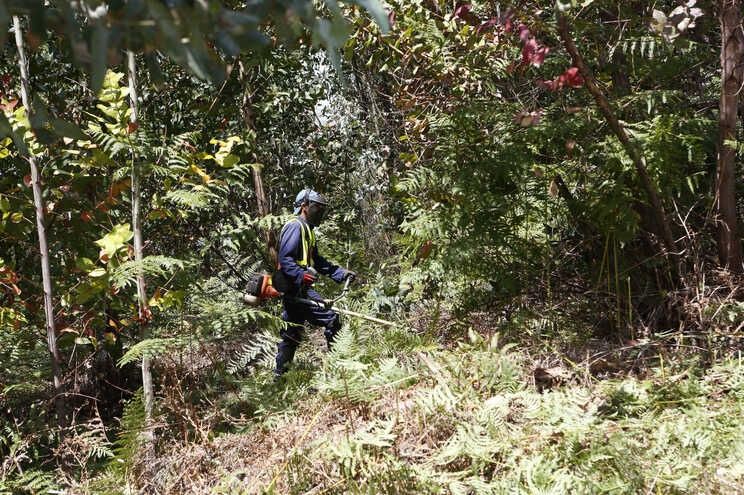 Limpeza de,,terrenos ,manutenção jardins!!