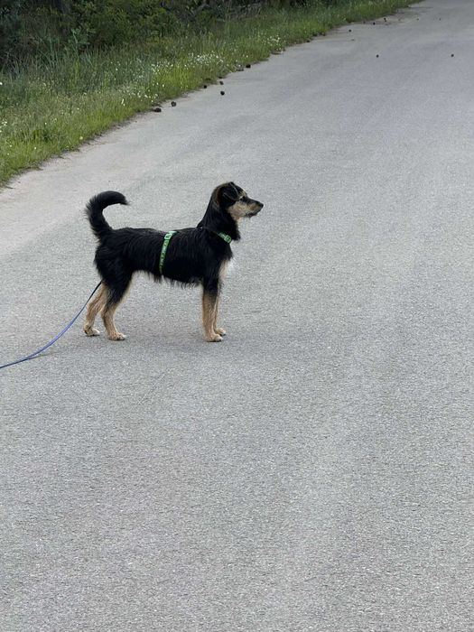 Psie dziecko z cmentarza szuka domu