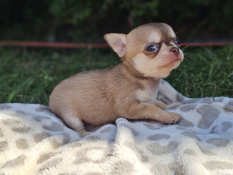 krótkowłosy piesek chihuahua umaszczenie husky xxs