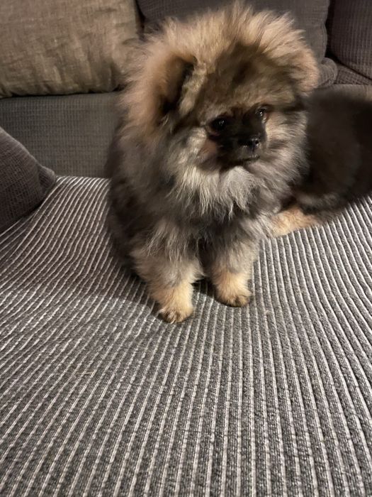 Spitz alemão anão fêmea - pelagem orange sable