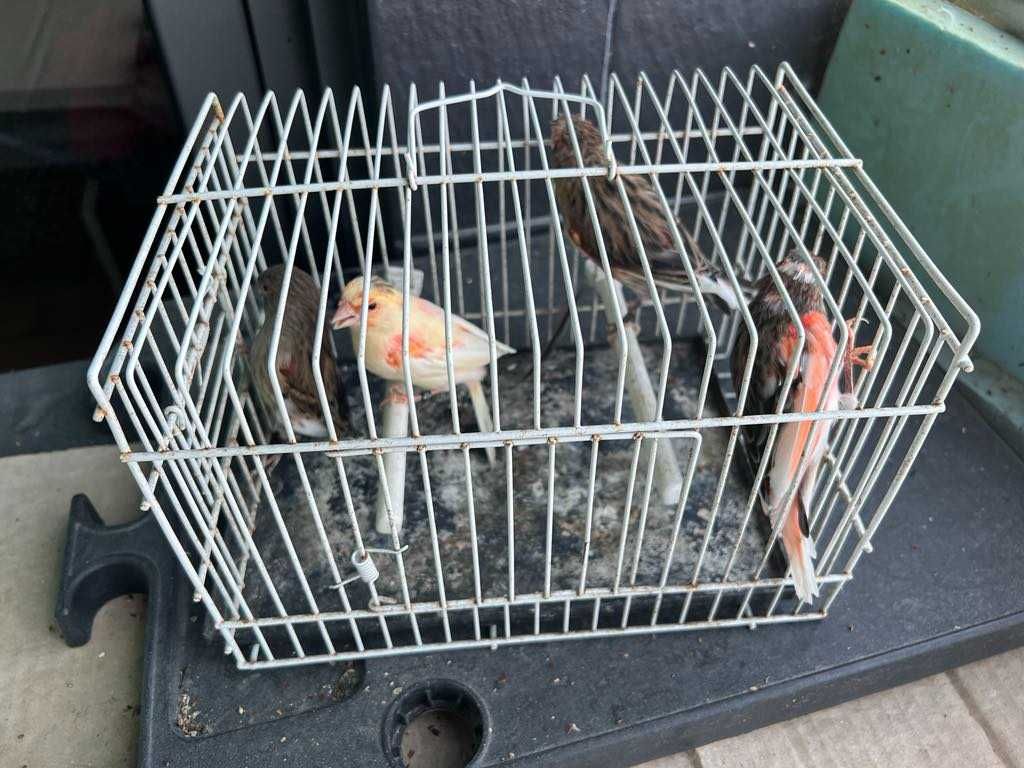Vendo canario bonito
