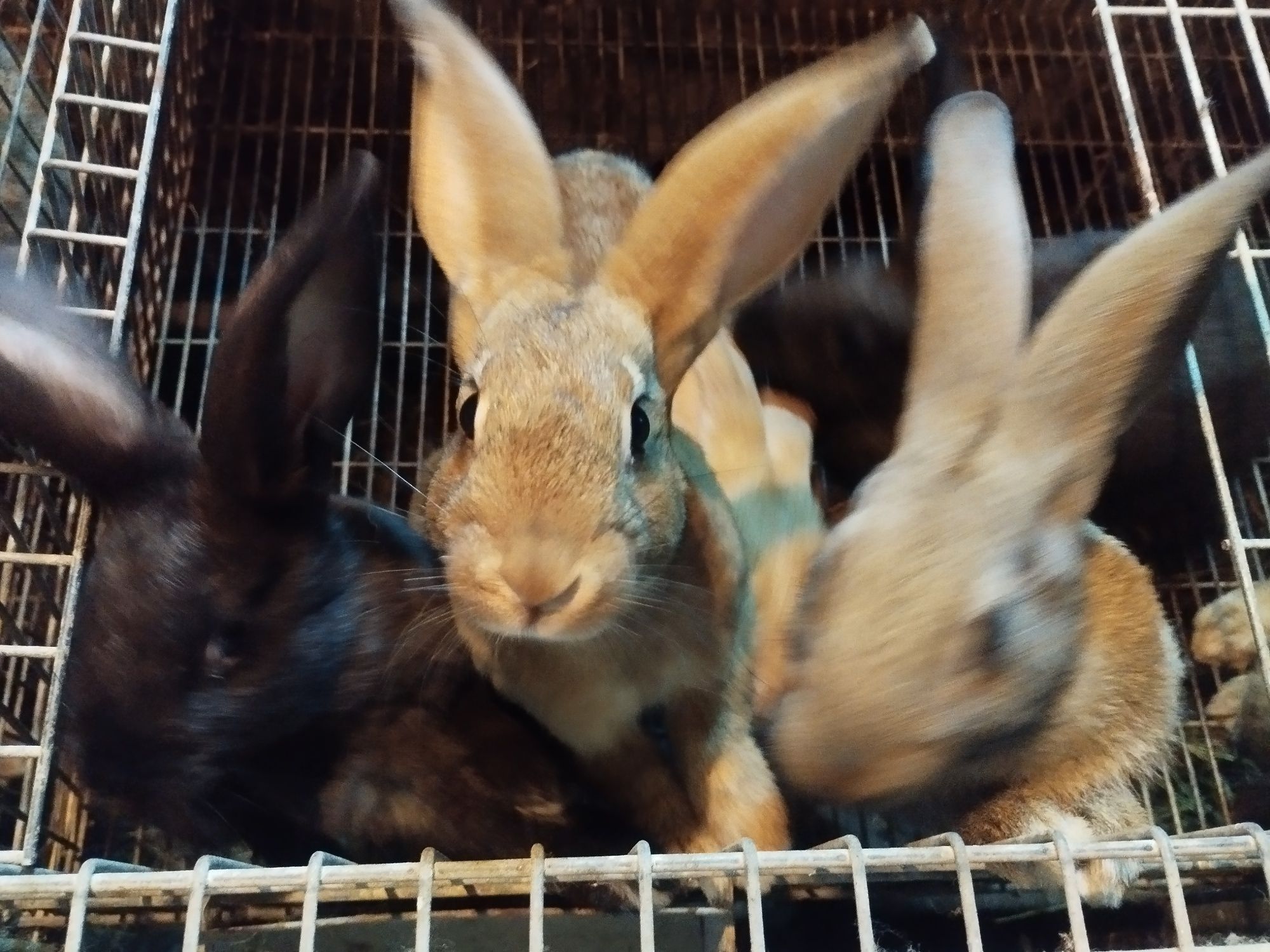 Coelhos caseiros