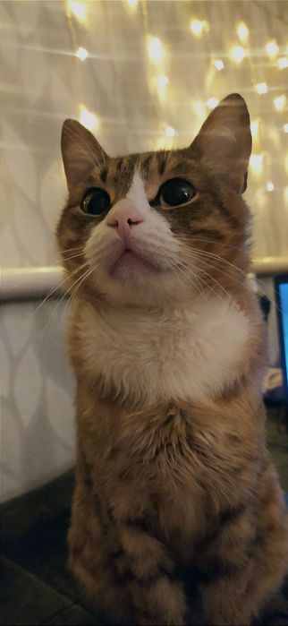 Зник котик, район Комарова