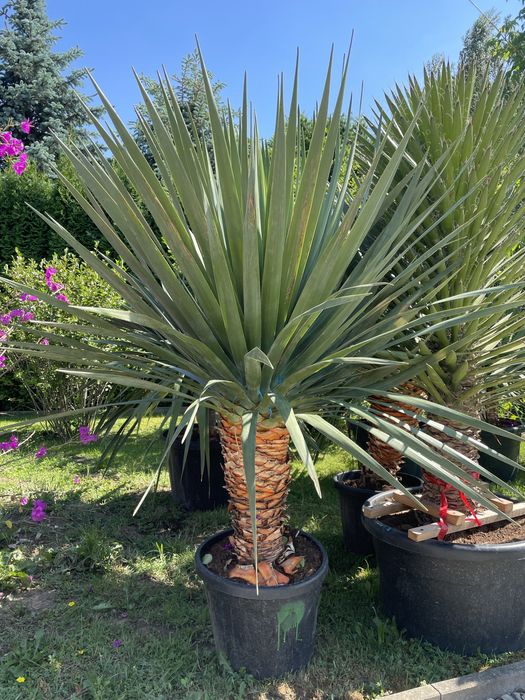 Juki, draceny, kaktusy