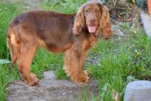 cocker spaniel suczka 37-miesięczna czekoladowa-podpalana