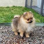 Royal Sublime Spitz