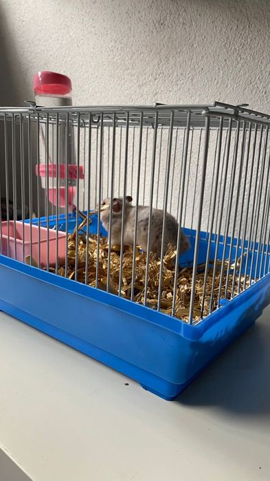 Hamsters com gaiolas completas