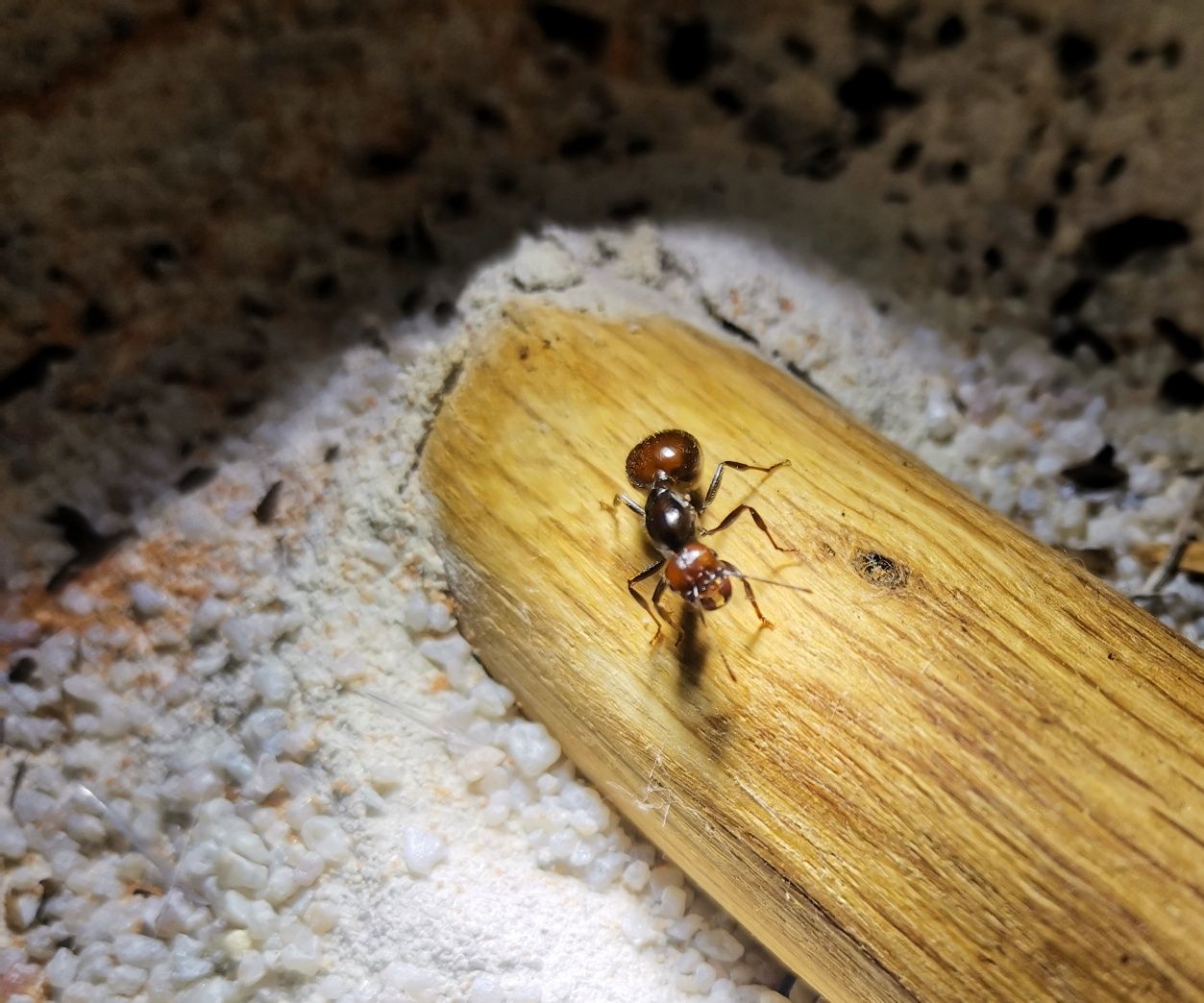 Królowa mrówek Messor barbarus, redhead, mrówki do formikarium