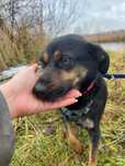 Malutka i młodziutka sunia do adopcji