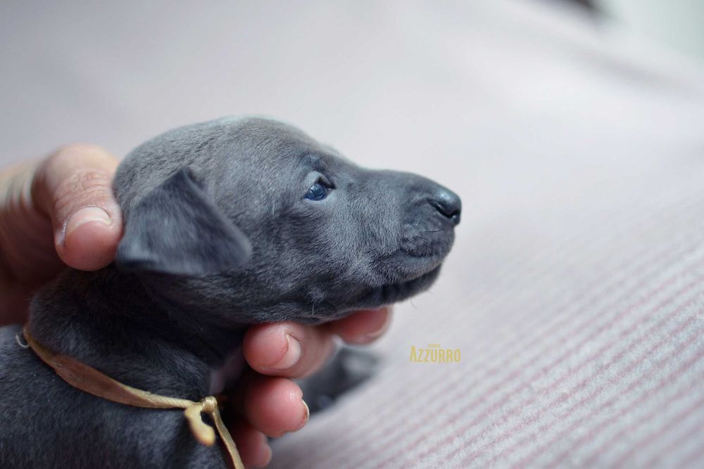 charcik włoski - elegancik z muszką