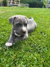 American Staffordshire Terrier