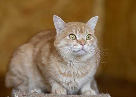 Йоззи котенок 2 года, красивый рыжий котик, мальчик кот