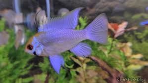 GB RAMIREZA elektric blue pielęgniczka (Mikrogeophagus ramirezi)