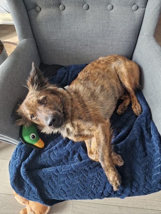 Elora, nieduża, śliczna i miła suczka do adopcji