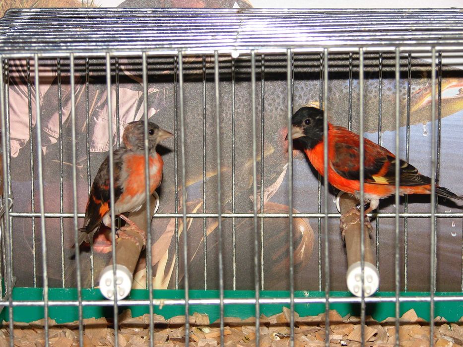 Czyżyki czerwone para 2025