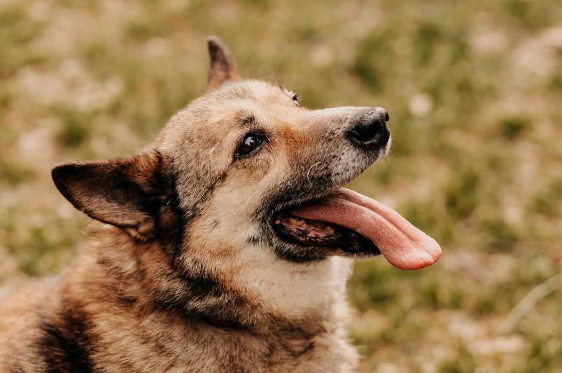 Zawsze uśmiechnięty Merdek poleca się do adopcji!!!