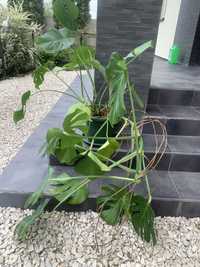 Kwiat monstera………..