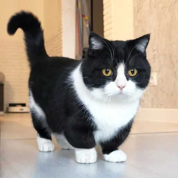 Продам коротколапая кошка , это КОТ