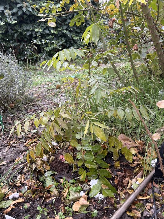 Саженец отводок глицинии 3 летний