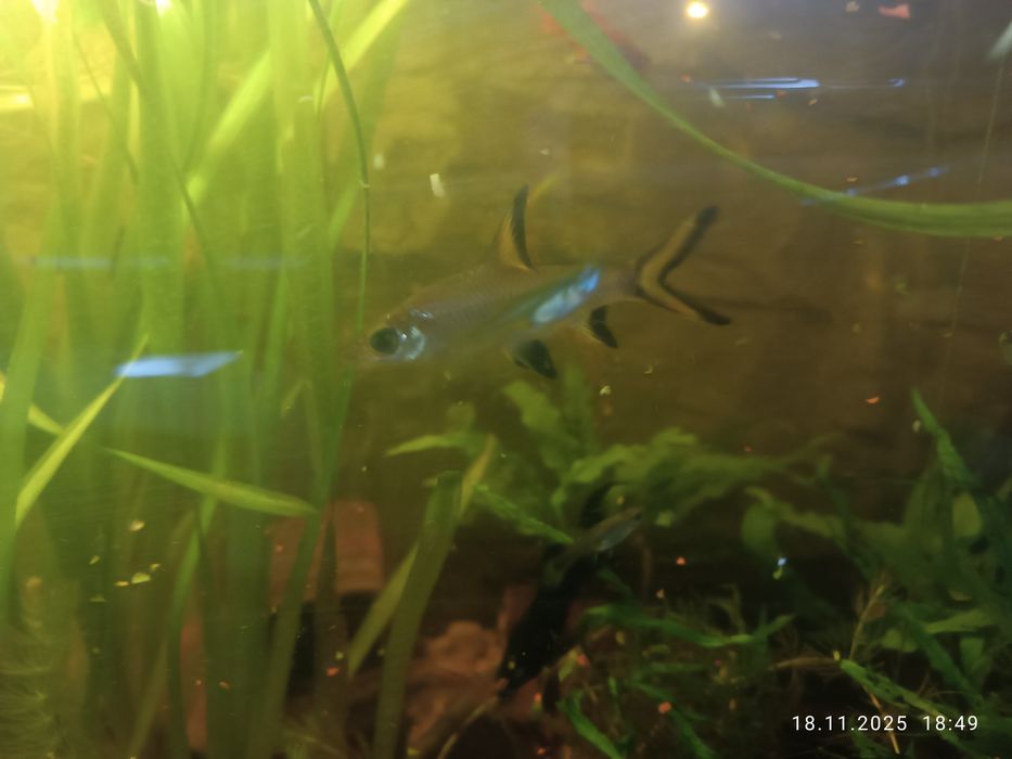 Brzanki rekinie 3 sztuki