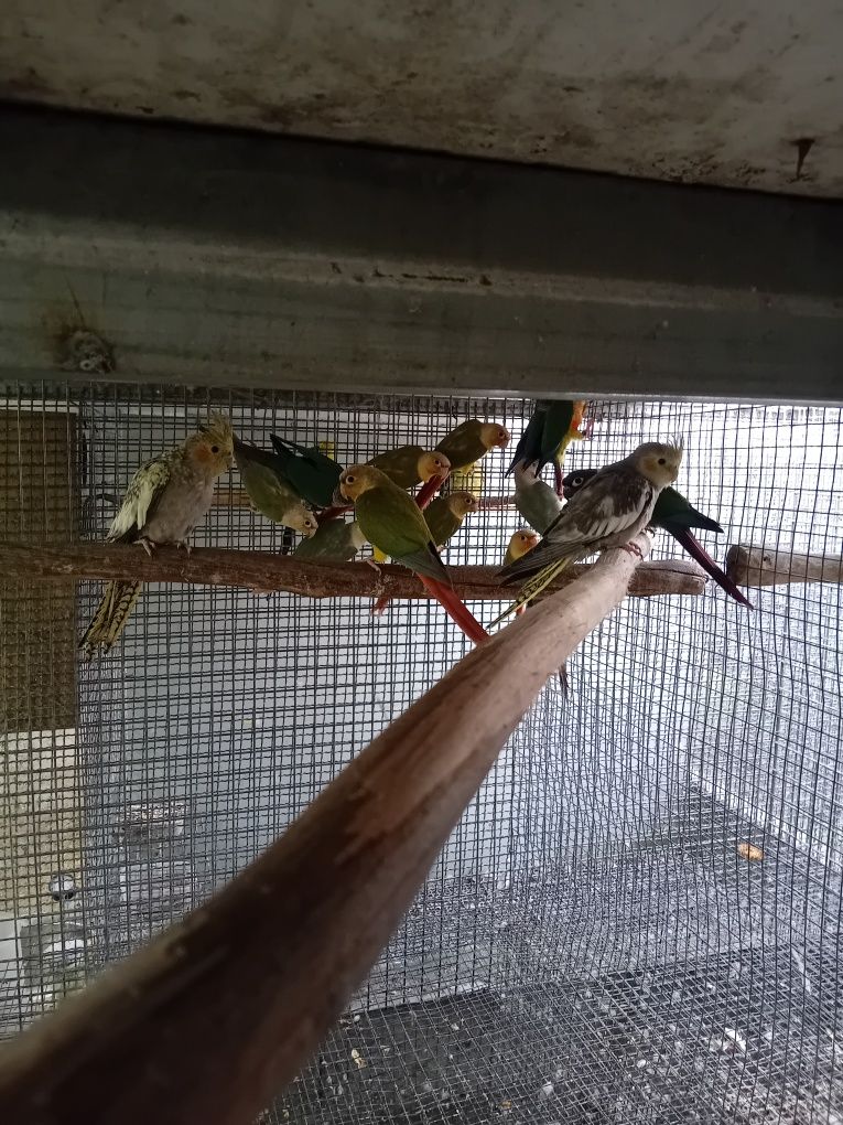 Pyrrhuras para cedência