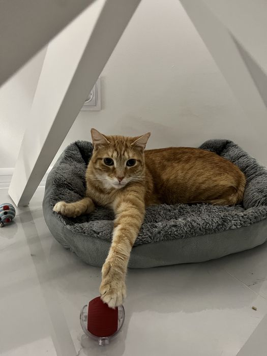 Маркусик шукає родину!!!