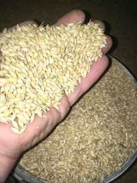 Насіння ярого ячменю і пшениці, гречки. В наявності також озимі.