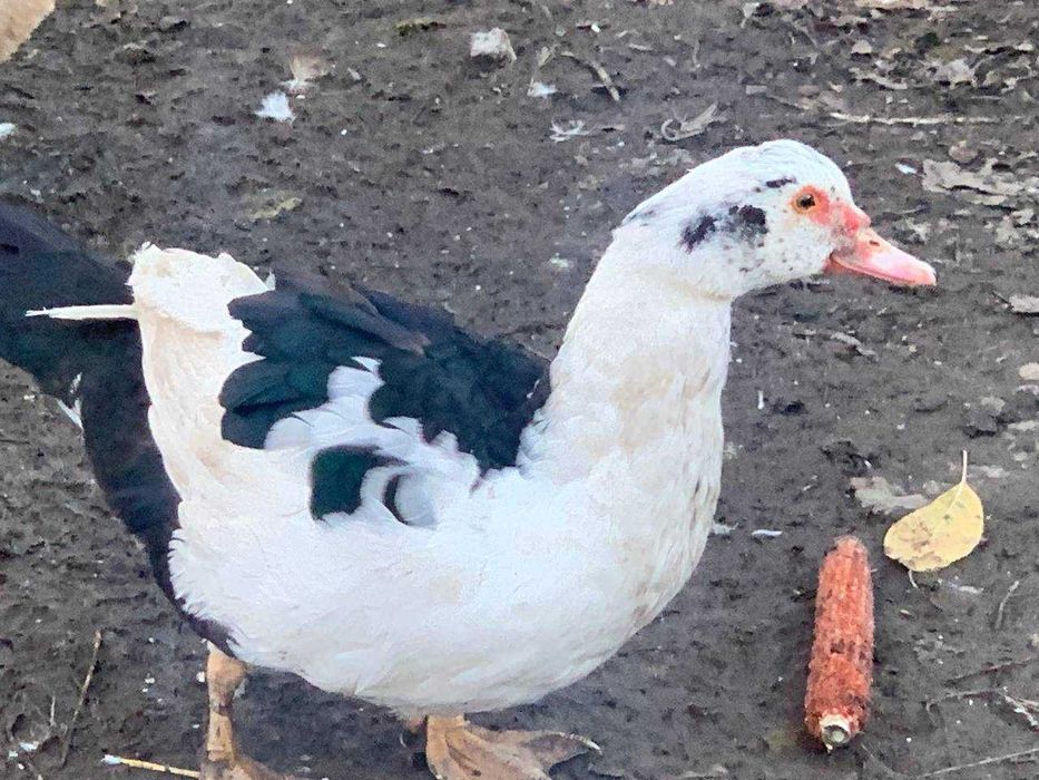 Продаються качки шипуни