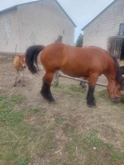 Klacz zimnokrwista z ogierkiem źrebak