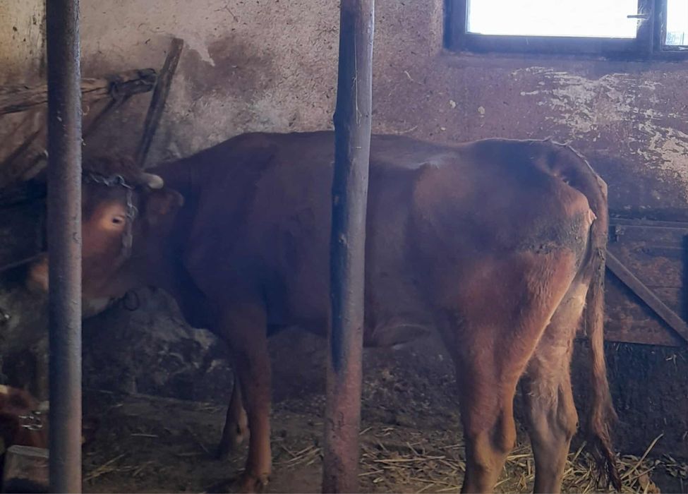 Sprzedam młodą krowę