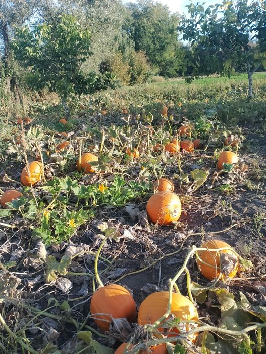 Гарбузи для творчості