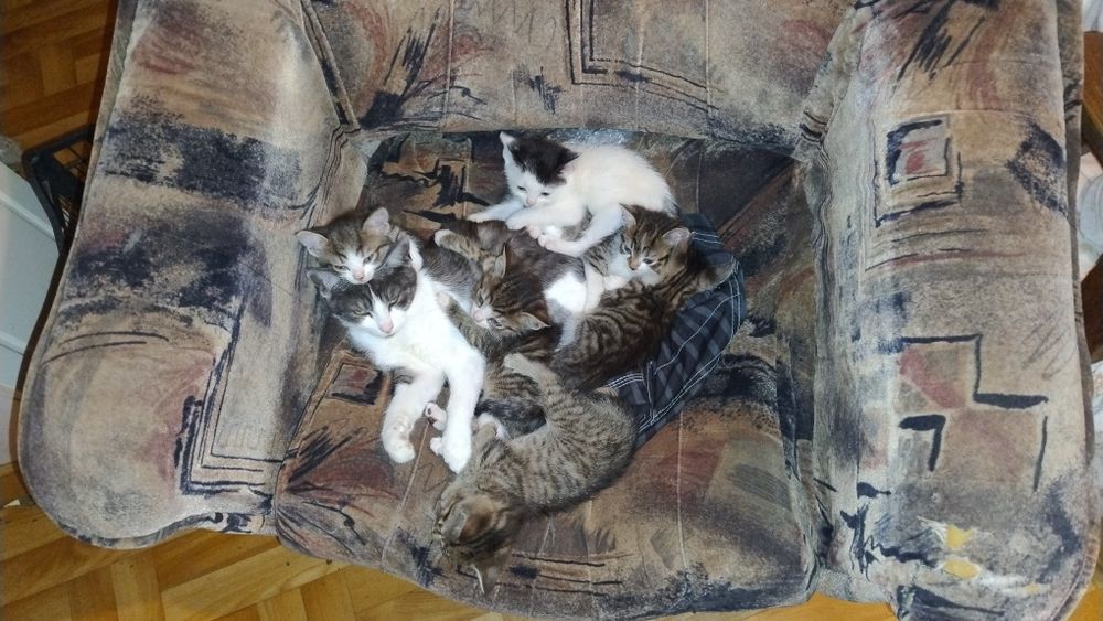 Oddam w dobre ręce kocięta