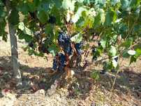 Uvas para vinhos 0,50€/ kg