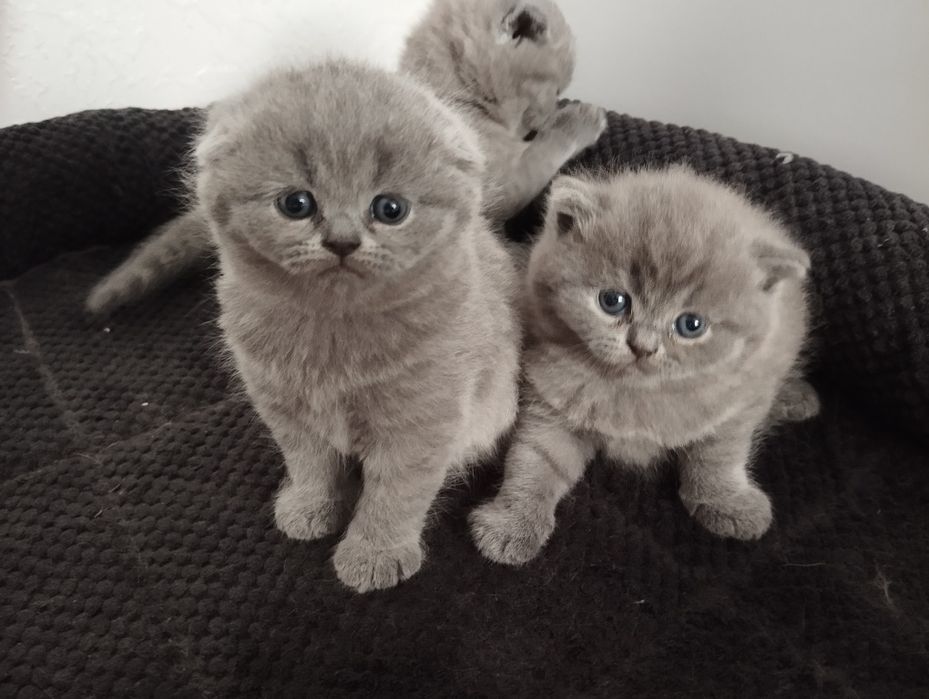 Продаються шотландські котенята