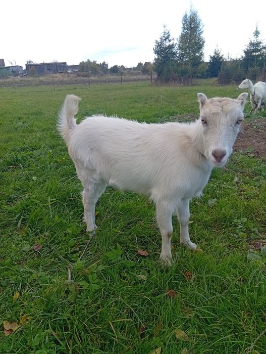 Козичка 7 місяців